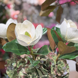 Magnolia Flower Stem