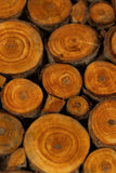 Wood Slice Trivet