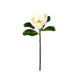 Magnolia Flower Stem